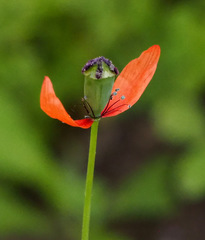 Papaver decaisnei