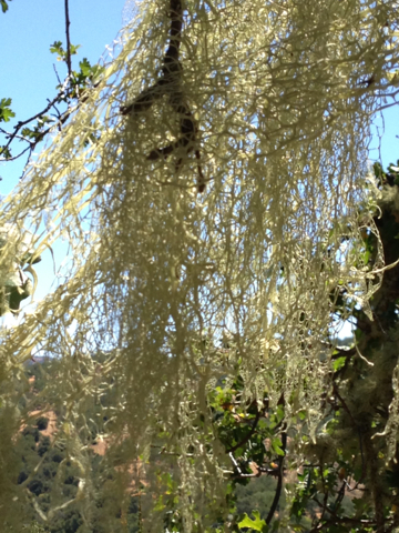 iNaturalist observation photo of lace lichen