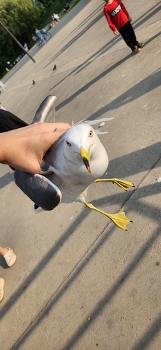 Black-tailed Gull｜黑尾鸥 参考照片