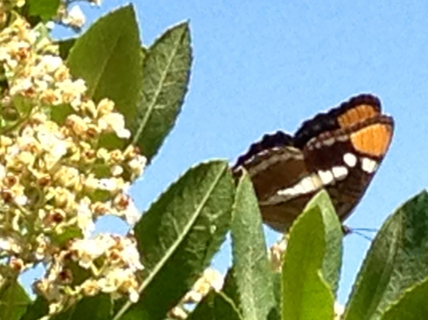 iNaturalist observation photo of California Sister