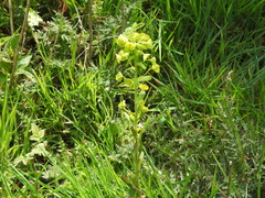 Euphorbia amygdaloides