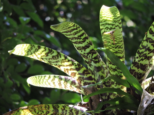 Image of Vriesea hieroglyphica by (c) Fabrício Mil Homens Riella, some rights reserved (CC BY)