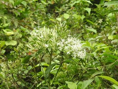 Pavetta hongkongensis