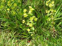 Euphorbia amygdaloides