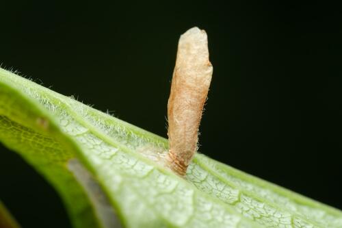 Scarce Thorn Case-bearer