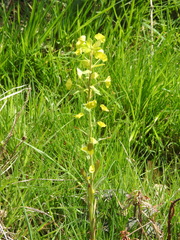 Euphorbia amygdaloides