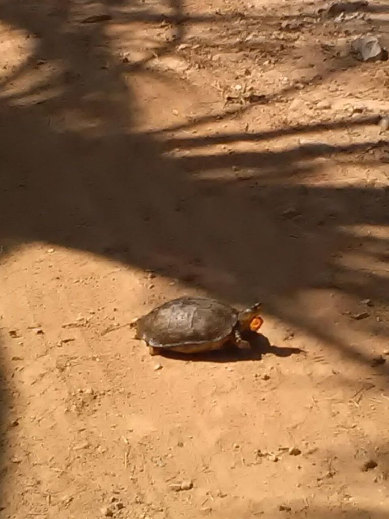 Colombian Wood Turtle from simacota on December 13, 2018 by SGA VC ...