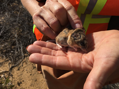 Peromyscus fraterculus
