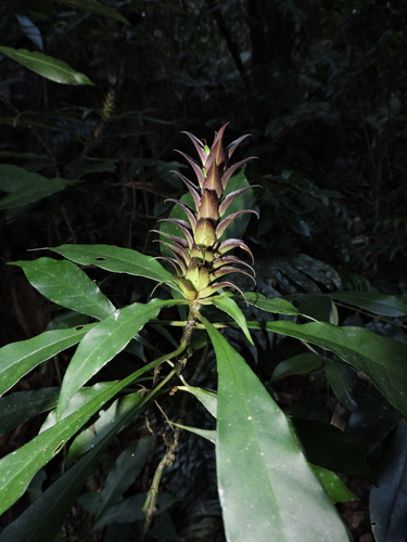 Aphelandra chamissoniana (Aphelandra chamissoniana)