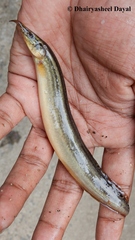 Spiny Eel photo 2