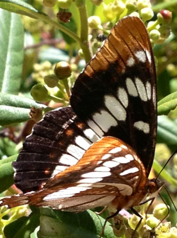 iNaturalist observation photo of Lorquin's Admiral