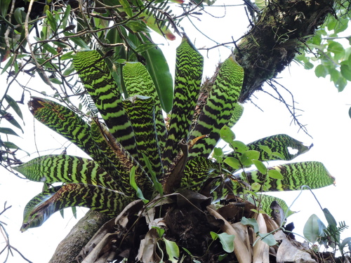 Image of Vriesea hieroglyphica by (c) Fabrício Mil Homens Riella, some rights reserved (CC BY)