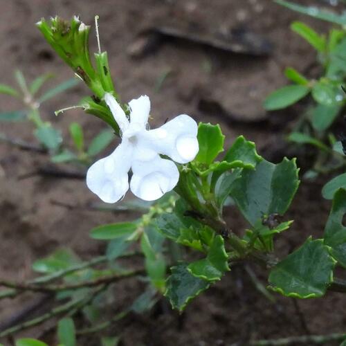 Wedgeleaf Trumpets (Chascanum cuneifolium)