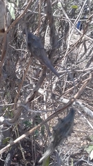 Dictyanthus sepicola