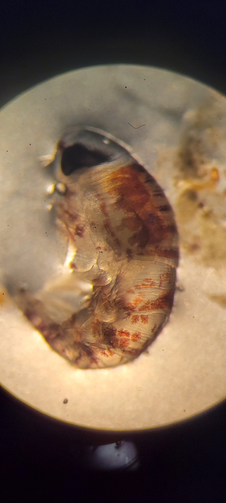Eupronoidae