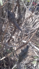 Dictyanthus sepicola