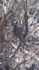Dictyanthus sepicola