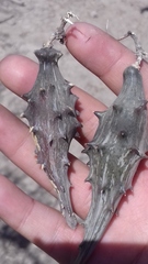 Dictyanthus sepicola