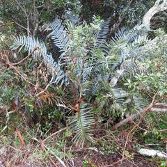 Blue Cycad (Encephalartos trispinosus)