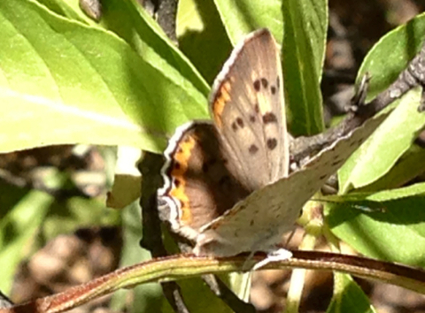 iNaturalist observation photo of Great Copper