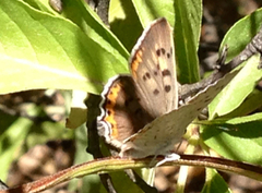 Tharsalea xanthoides