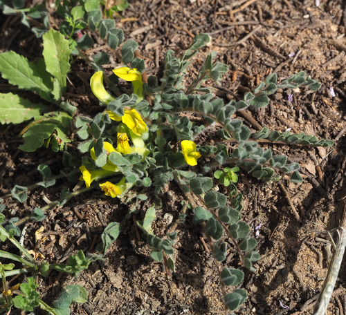 Astragalus aaronii