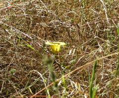 Calochortus luteus