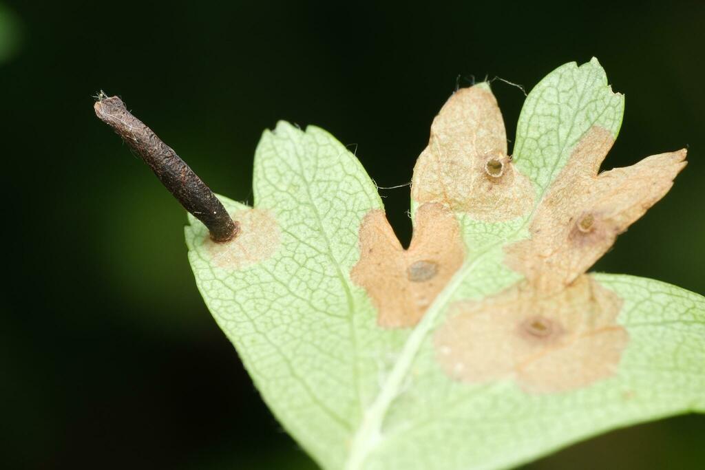 Black-stigma Case-bearer