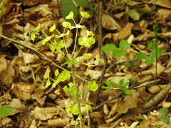 Euphorbia amygdaloides