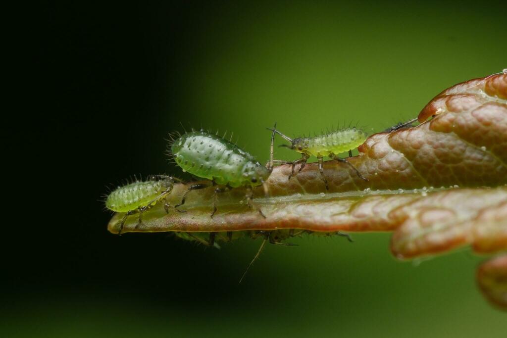 Sycamore Periphyllus Aphid