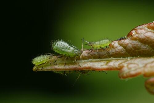 Sycamore Periphyllus Aphid