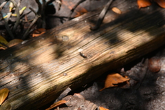 Aratus pisonii