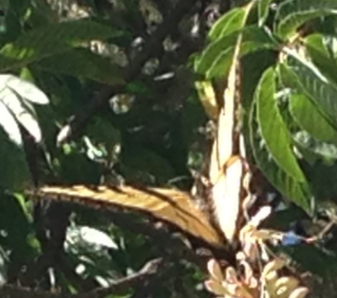 iNaturalist observation photo of Western Tiger Swallowtail