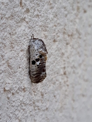 Spinulata