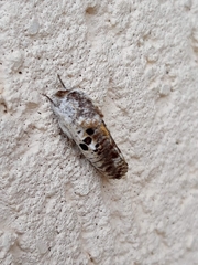 Spinulata