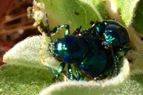 iNaturalist observation photo of Cobalt Milkweed Beetle