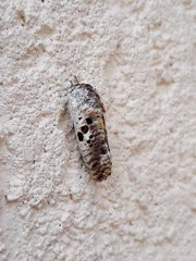 Spinulata