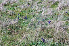 Delphinium menziesii