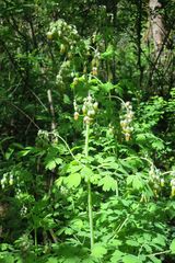 Thalictrum fendleri polycarpum