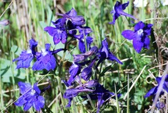 Delphinium menziesii