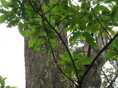 Ehretia longiflora