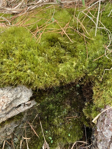 Campylopus sinensis
