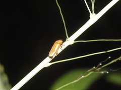Pteroptyx maipo