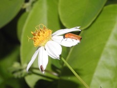 Pteroptyx maipo