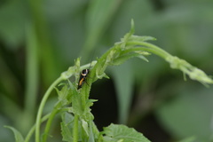Hemithyrsocera vittata