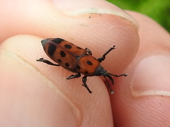 Rhodobaenus tredecimpunctatus