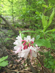 Rhododendron periclymenoides