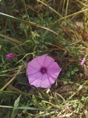 Convolvulus althaeoides althaeoides