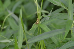 Apalacris varicornis