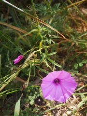 Convolvulus althaeoides althaeoides